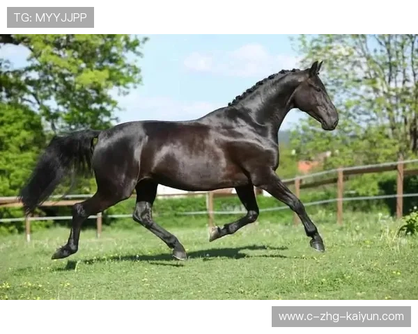 荷兰马术协会建立马术运动伤害预防中心，保障运动员安全。，荷兰 马术